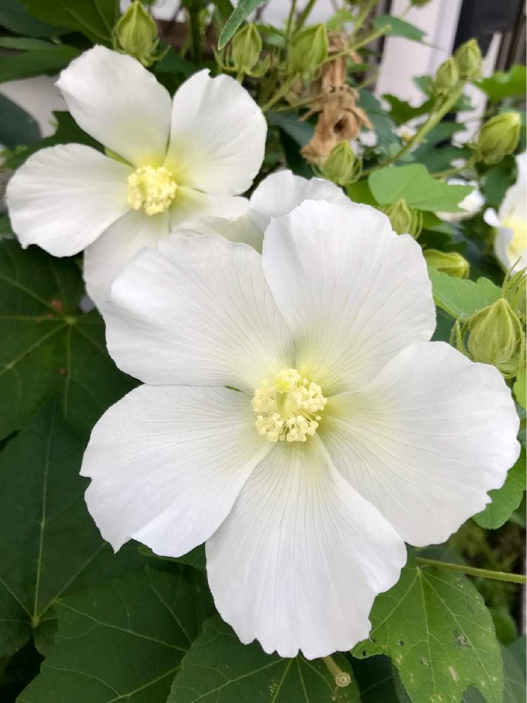 の画像 by やま7さん | きれいといいなぁ~とお散歩写真と癒されると酔芙蓉☆と花のある暮らしと白い花