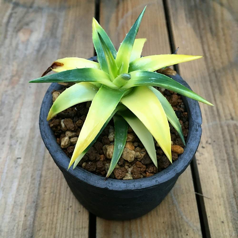 小さな庭の画像 by まさきさん | 小さな庭とDyckia brevifolia cv. Sunglowとディッキア サングロウと多肉植物と多肉男子とサボテン科とディッキアと素焼き鉢と植え替え大好きと花咲じじいと花のある暮らしとGREEN UP!とDyckiaと夏バテ注意‼︎