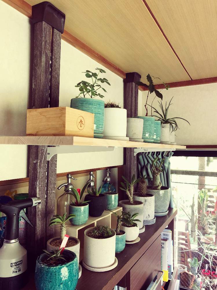 部屋の画像 by reoさん | 部屋と多肉植物とパキポディウム属とサボテン科とディッキアとグリーンライフ♡とコーデックスと植中毒と緑のある暮らしとミドリと珍奇植物とビザールプランツ
