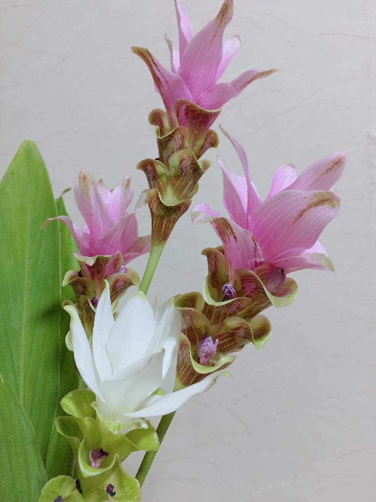 和室の画像 by みつまめさん | 和室とクルクマと花のある暮らし