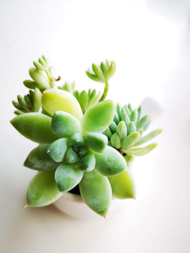 キッチンの画像 by eyeさん | キッチンとゲッセルリンゲアーナとケッセルリンギアナとウインクレリーと徒長っ子倶楽部と水栽培と三重支部と三重県と多肉女子とネコと植物とイヌとグリーンと花のある暮らしとGREEN UP!と多肉初心者