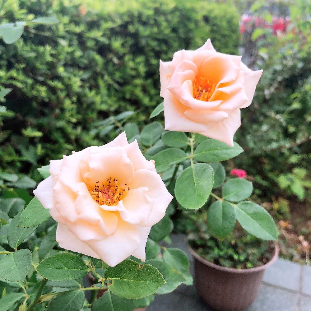テラスの画像 by スミレさん | テラスと花のある暮らしと薔薇 琴音
