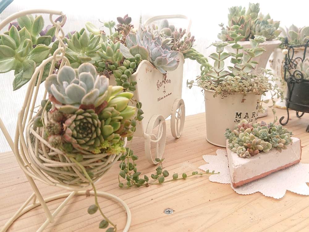 テラスの画像 by めいちぇるさん | テラスと寄せ植えと多肉植物と100均リメイクと栃木タニラー