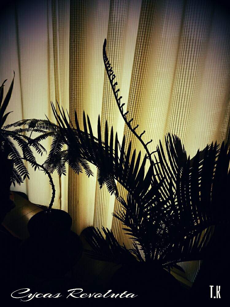 窓辺の画像 by T.Kさん | 窓辺と観葉植物を楽しむと観葉植物と ソテツと植物男子とソテツ類とソテツの新芽と窓際緑化と窓際族と窓際