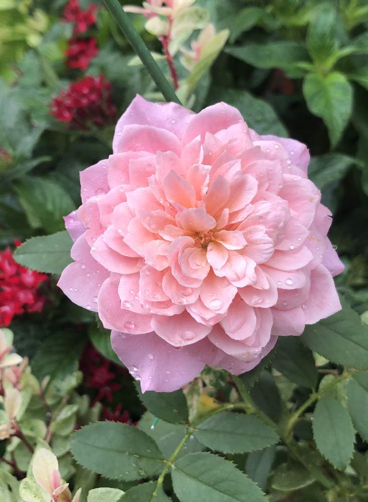 小さな庭の画像 by mutsuchiyanさん | 小さな庭と薔薇ミヤビとキラキラと開花と薔薇 ミヤビと癒しと愛しいとありがとうと美しいとピンクと薔薇挿し木とGreenSnapmarcheと元気と可愛いとガーデニングと小さな小さな庭と花のある暮らしとGREEN UP!