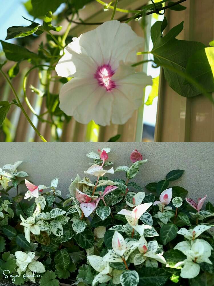 小さな庭の画像 by さやさん | 小さな庭とハツユキカズラと大輪朝顔 曙の光と開花と植物のある暮らしと小さな花壇と夏の花ときれいな色とガーデニングと花のある暮らしと斑入り。とかわいい花とアサガオ♡とフイラー