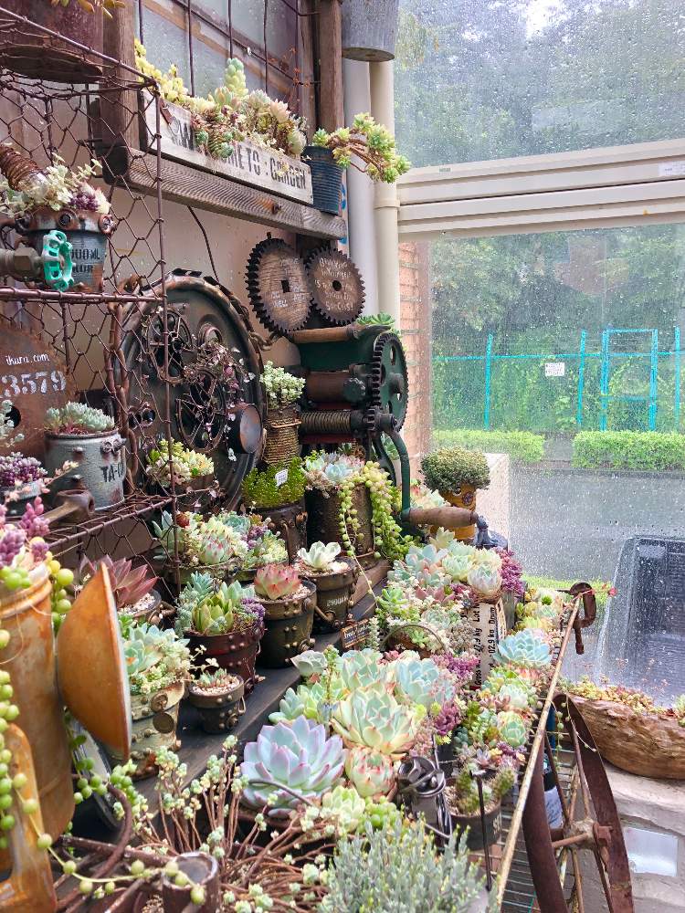 小さな庭の画像 by ikuraさん | 小さな庭と多肉植物と多肉小屋とお気に入りと寄せ植えと台風ともりもり多肉とお箸で多肉とGS映えと夏空と多肉女子と秘密基地とジャンクガーデン