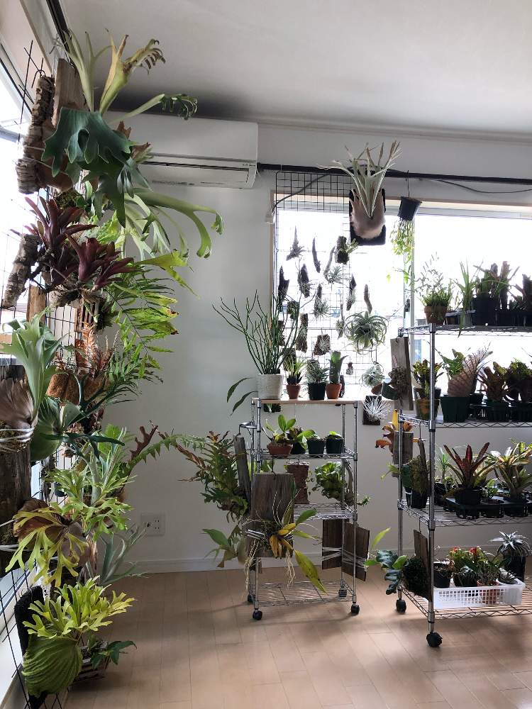 部屋の画像 by Petrichorさん | 部屋と多肉植物と着生植物と洋蘭と観葉植物とディッキアとアグラオモルファ属と深呼吸したくなる部屋フォトコンと ビカクシダとブロメリアとコーデックスとドリナリア属とチランジア属とブレクナム属とネオレゲリア属とビルベルギア属と着生蘭とシダ植物とホヘンベルギア属とビカクシダ属とタンクブロメリアとエアープランツ/チランジア