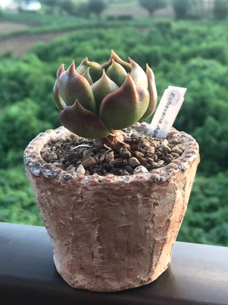 小さな庭の画像 by ゼリーフライさん | 小さな庭と植中毒とサボテン相談室とPOTS鉢とagavoides vashon