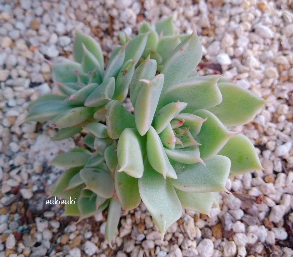 バルコニー/ベランダの画像 by mikimikiさん | バルコニー/ベランダと植物のある暮らしと自己満足と癒しとぎゅっと!とGS映えとGS日和と植中毒と多肉女子とタニラーともりもりと幸せな時間とバルコニストと可愛い多肉ちゃん