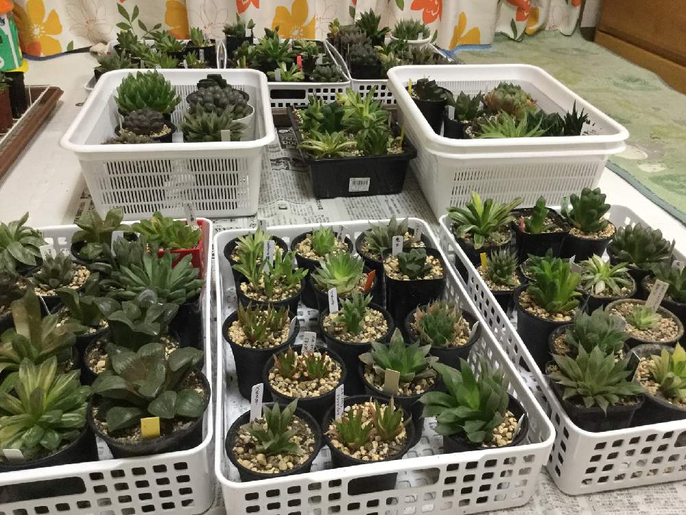 部屋の画像 by みっちーさん | 部屋とハオルチアと多肉植物と軟葉系ハオルチアと硬葉ハオルチアとオブツーサ。とハオルチア属とエンゲイ係数高めと植中毒とタニラーと斑入り。