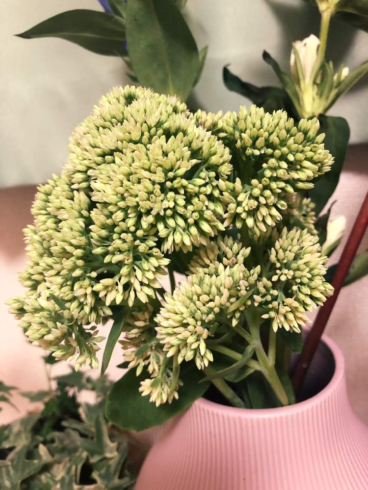 部屋の画像 by Hirofumiさん | 部屋と名前を教えて!と植物のある暮らしとハナノヒと花のある暮らしと日比谷花壇とGREEN UP!
