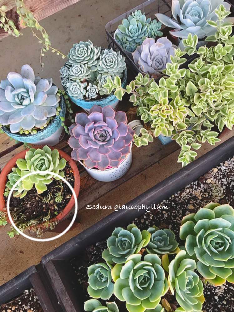 小さな庭の画像 by くみさん | 小さな庭と多肉植物と植物のある暮らしとボタニカルライフと多肉大好きとノンフィルターと癒しとGS映えとナチュラルガーデンとGS日和と植中毒と多肉女子とタニラーとナチュラルスタイルと可愛いとガーデニングと花のある暮らしとジュレフェス♪とかわいいな♡とGREEN UP!と多肉寄せ植え