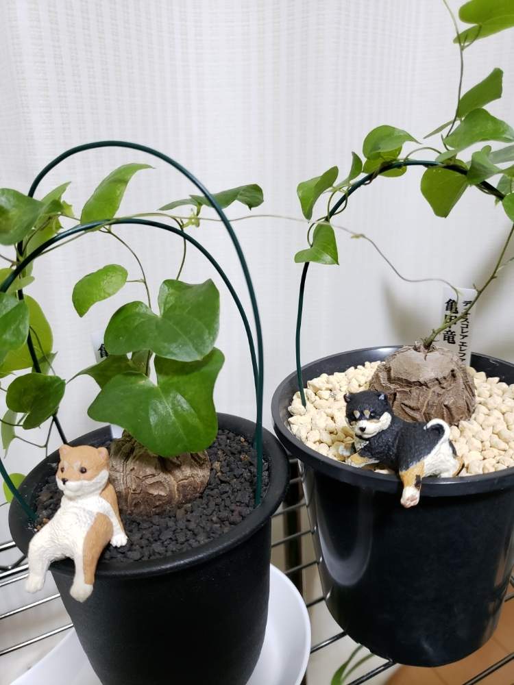 窓辺の画像 by いるか60さん | 窓辺と亀甲竜と癒しパワーとコーデックスと植中毒と塊根植物とかわいいな♡とGREEN UP!
