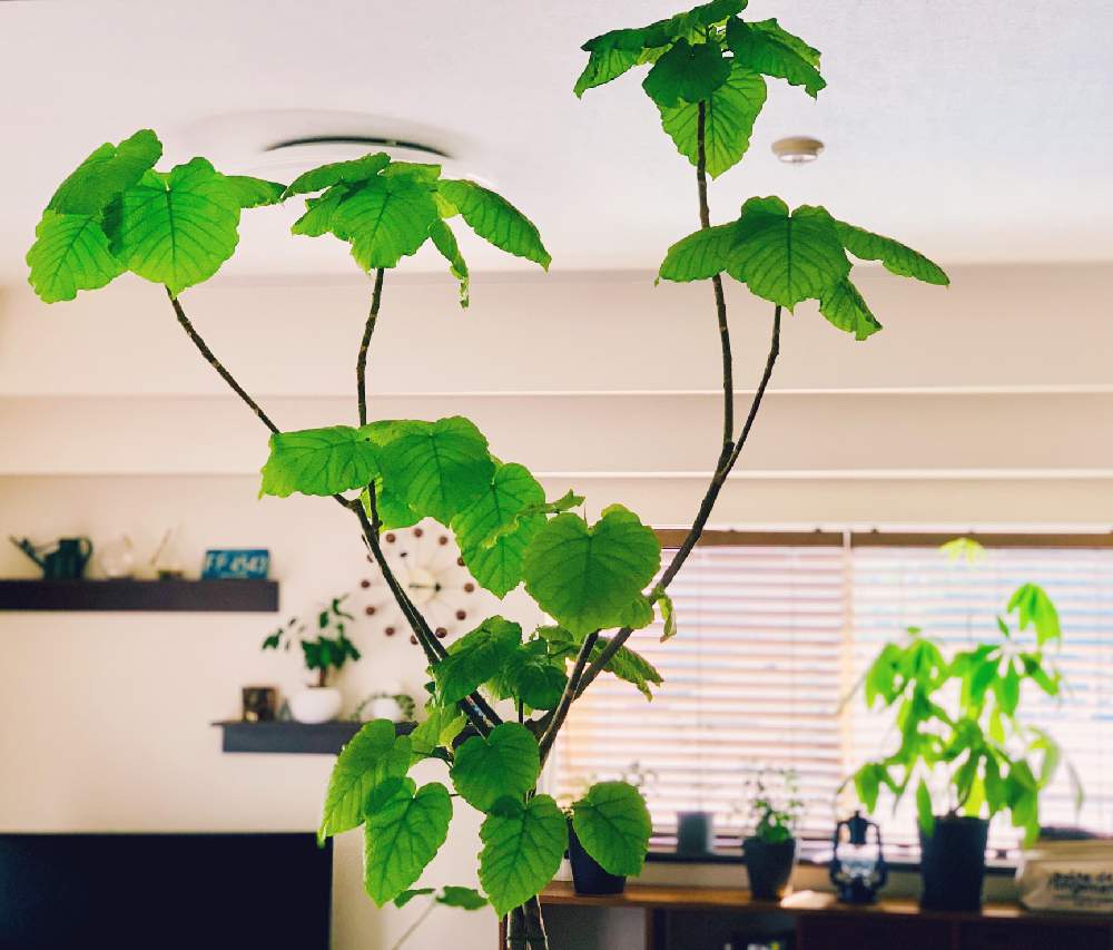 部屋の画像 by *kumaさん | 部屋とパキラとウンベラータと観葉植物と気持ちいいGreen。と葉っぱ出たー!とgreenのある生活とno green no lifeと植中毒と葉っぱ愛好家