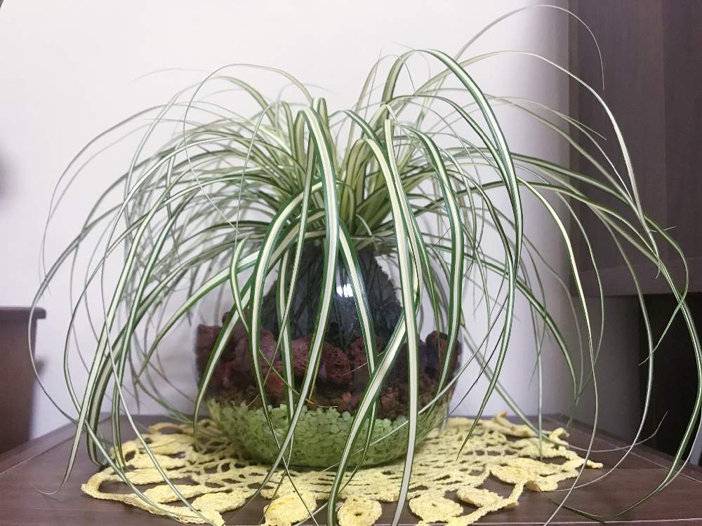 部屋の画像 by kayopayoさん | 部屋とベアグラスと観葉植物と葉っぱとテラリウムと緑のある暮らしと苔玉とベアグラス。