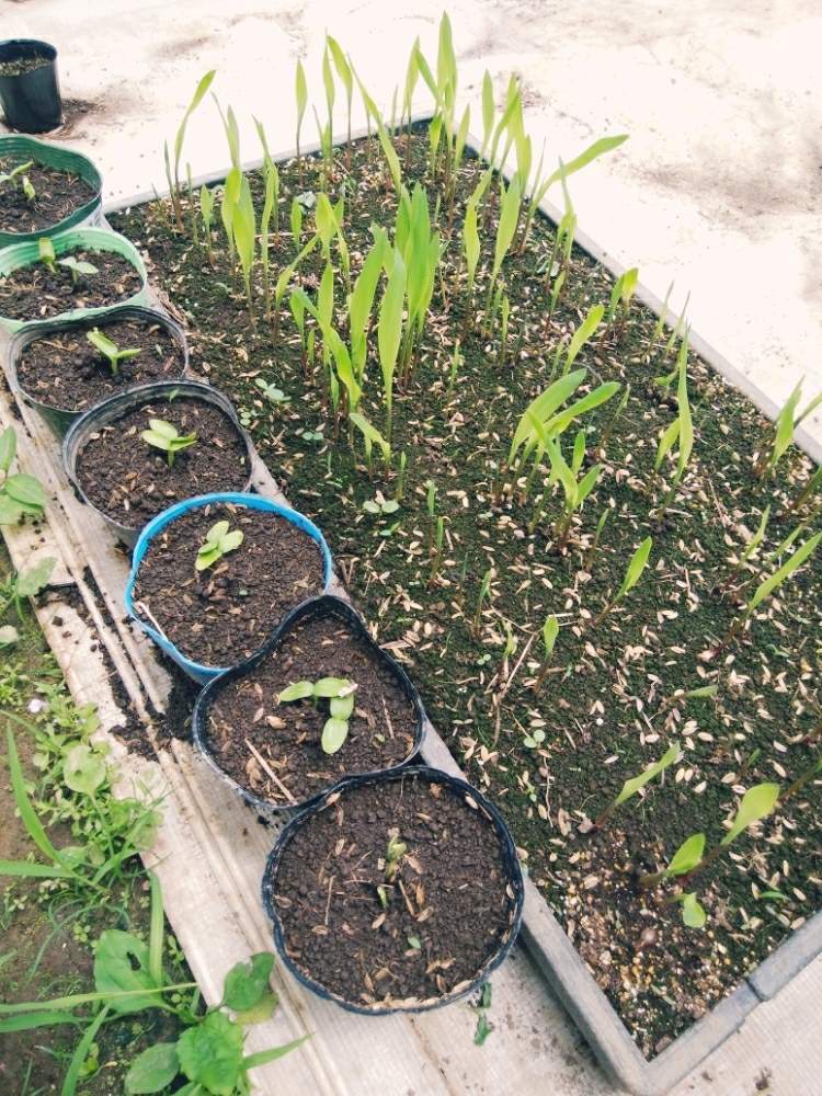 の画像 by ♧マユミ♧さん | 無農薬野菜と自然栽培と無農薬と自家製野菜と不耕起栽培とプラスチックスマート
