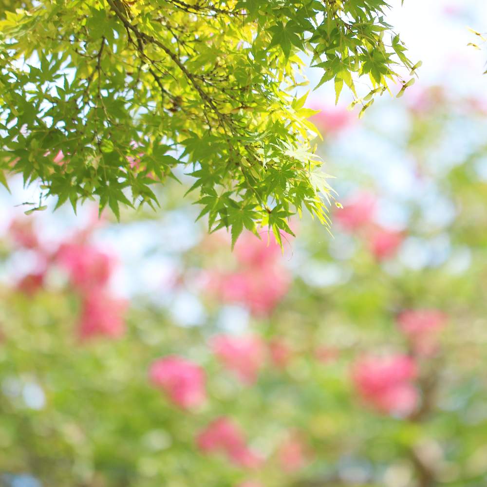 お出かけ先の画像 by おはぎさん | お出かけ先と花のある空間と青紅葉と癒しとおさんぽと花のある生活と浜離宮恩賜庭園と癒され風景と花のある暮らしとかわいいな♡とやっぱり花が好き♡