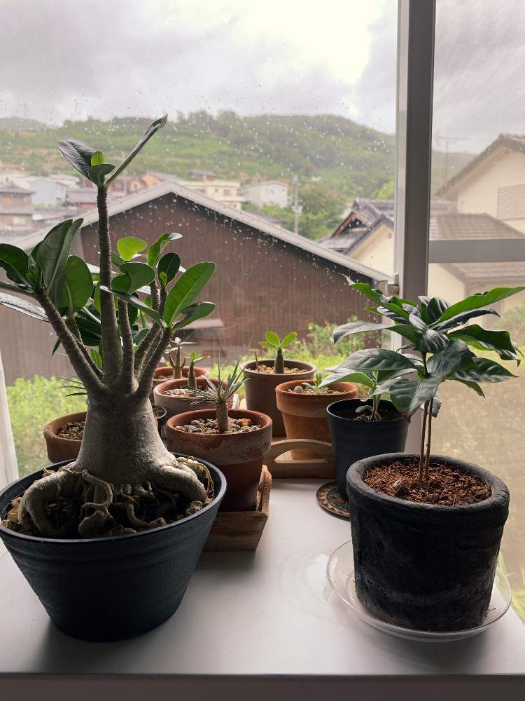 窓辺の画像 by 龍神丸さん | 窓辺と多肉植物とアデニウム属とパキポディウム属とアデニウム。とアデニウム ソコトラナムと台風と断崖の女王♡*。と#パキポディウム•グラキリスと塊根植物とアデニウム・オスベムとパキポ 恵比寿大黒