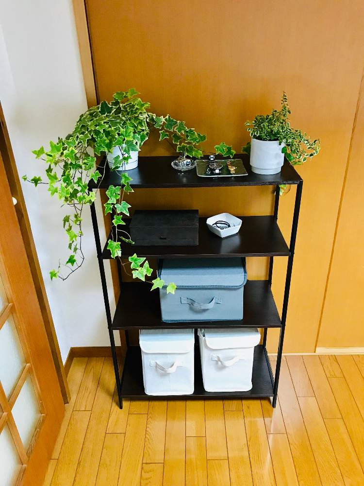 部屋の画像 by kkkさん | 部屋とアイビー(ヘデラ)とプミラ