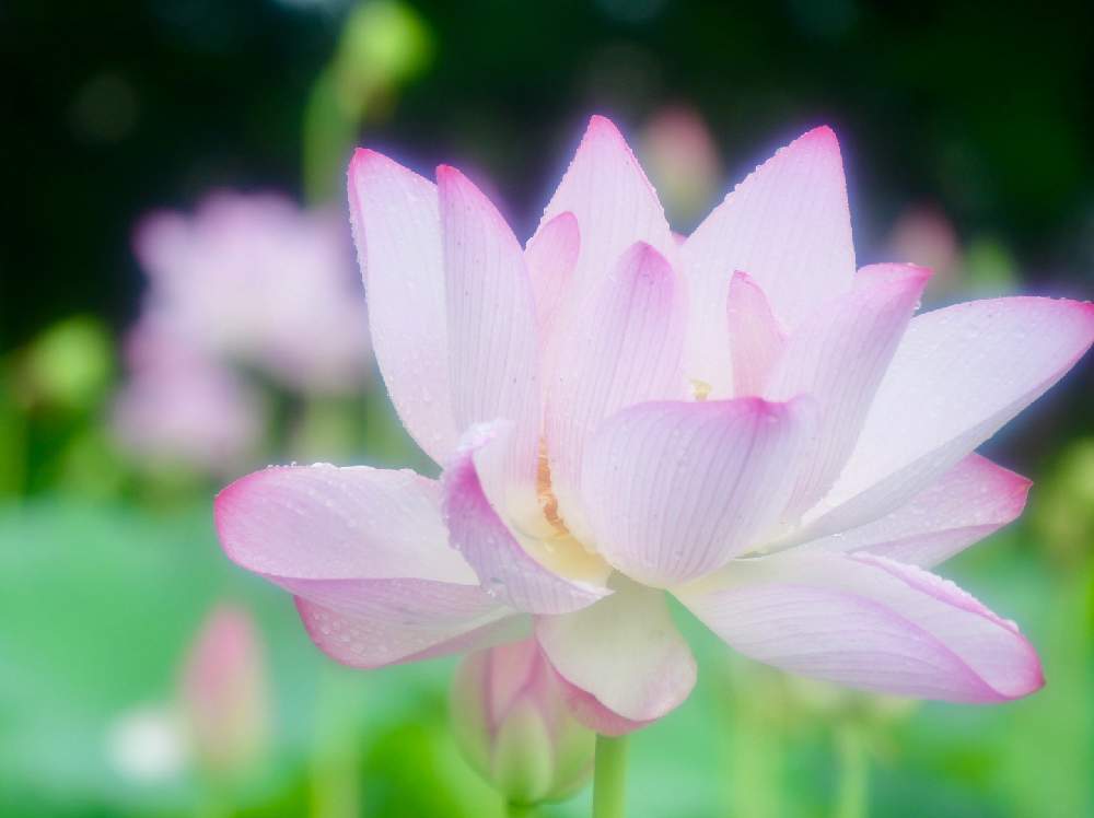 お出かけ先の画像 by Toyuhanaさん | お出かけ先とハスと一眼レフとハイキング・登山と今日の花とガーデニングと花のある暮らしとNikonときょうのお花と夏休み