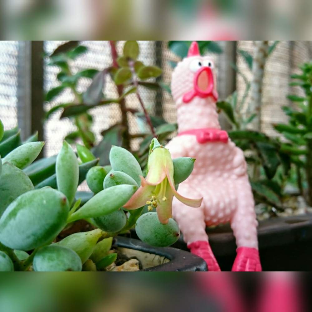 バルコニー/ベランダの画像 by のりっぺさん | バルコニー/ベランダとペンデンス 花と暑さに負けるなぁ(p`・ω・´q)とお花♥️咲くかなぁとタニラーと花のある暮らしと多肉ちゃん初心者と楽しい園芸o(^o^)oとバルコニスト