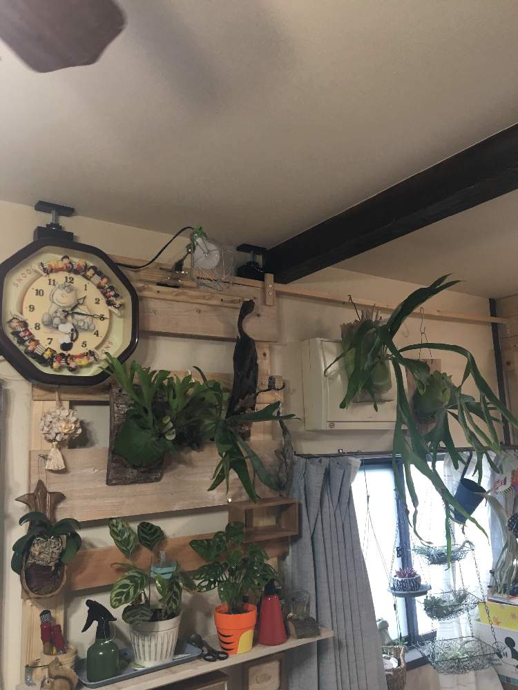 部屋の画像 by jokerさん | 部屋と着生植物と コウモリラン と着生ランと ビカクシダと緑のある暮らしとラブリコと着生シダとシダはいいぞとDIYと珍奇植物とビカクシダ属とビザールプランツ