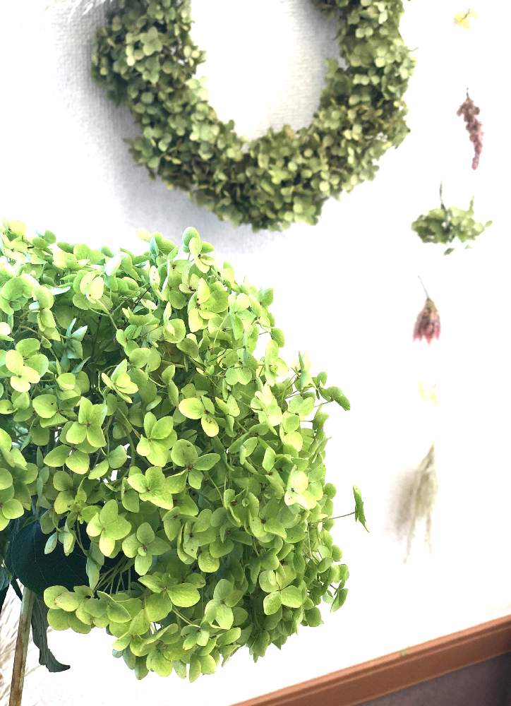 の画像 by sobana.さん | ボタニカルライフと残暑とアナベル 紫陽花と花屋とフラワーアレンジメントと花のある暮らしと花は癒やし♡とワークショップ とアナベルドライ