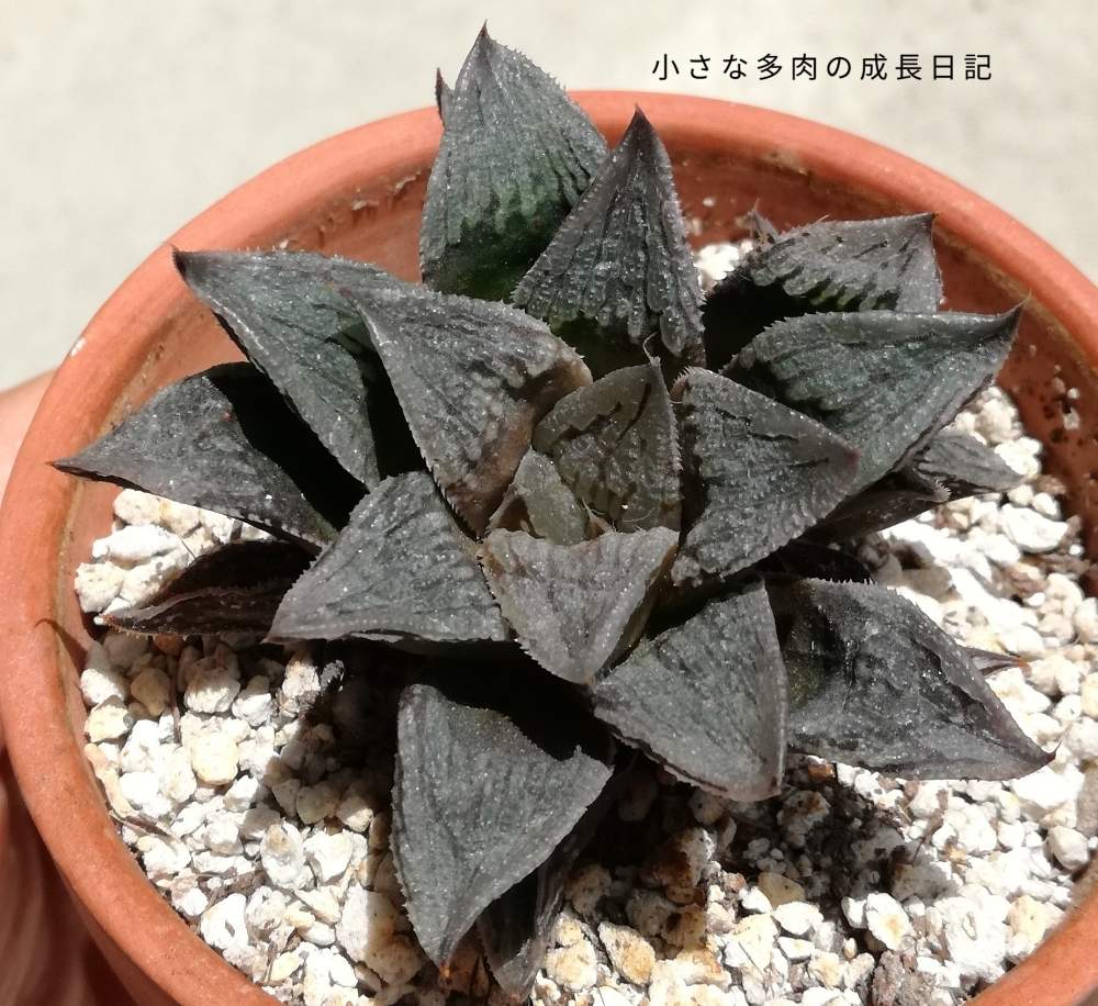 バルコニー/ベランダの画像 by みーさんさん | バルコニー/ベランダと多肉植物とハオルチア属とアスペルラ☘️