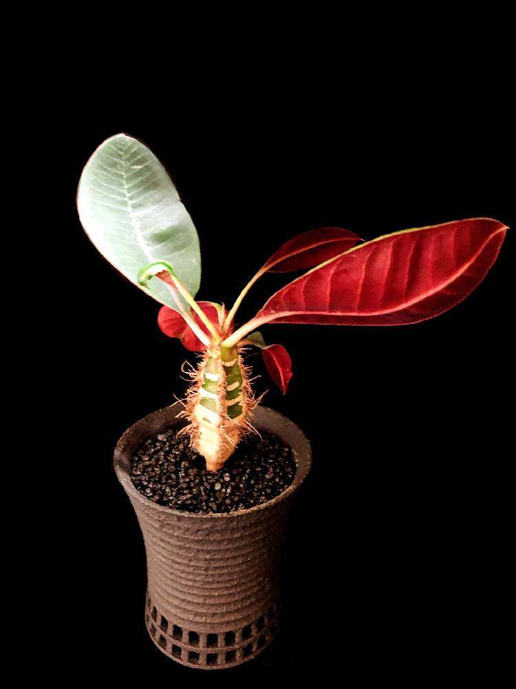 バルコニー/ベランダの画像 by good_guyさん | バルコニー/ベランダとEuphorbia neohumbertiiと多肉植物とEuphorbiaとcactusとドルステニアとサルコカウロン属とフィランサス ミラビリスとユーベルマニア ペクチニフェラとCaudexとデカリア・マダガスカリエンシスと多肉女子と塊根植物と珍奇植物とPachypodiumとaloeとagaveとOperculicaryaとGREEN UP!とCopiapoaと亀甲竜。とsucculent