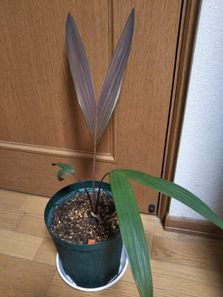 部屋の画像 by Dioptaseさん | 部屋とLemurophoenix halleuxiiとレッドレムールパームとカラーリーフと ヤシの木と観葉植物と南国植物とトロピカルと希少と鉢植えとヤシと熱帯植物
