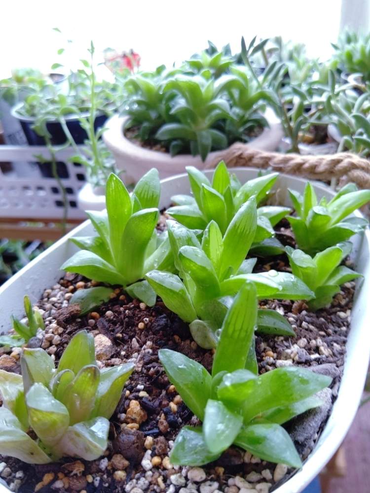 窓辺の画像 by ひーさん | 窓辺とハオルチアとパルバと多肉植物と観葉植物と株分けとわが家の多肉スペースとみどりのまとめ ハオルチアとGS映えとGS日和と植中毒と今日の一枚と多肉女子とタニラーと成長記録とナチュラルスタイルと多肉寄せ植え