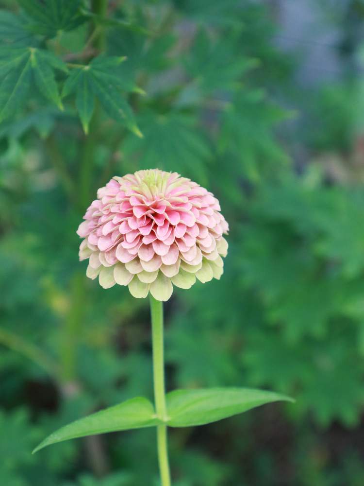 小さな庭の画像 by Half moon さん | 小さな庭と季節を楽しむとちいさな幸せ♡と癒されると可愛いと花のある暮らし