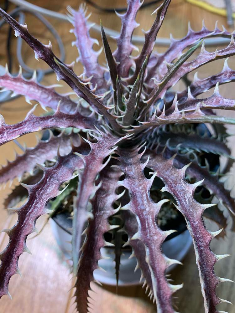 窓辺の画像 by もったんさん | 窓辺とDyckia magnificaとディッキアマグニフィカと原種とディッキアも良い❗️とトゲトゲのある暮らしと珍奇植物とまだまだ植欲