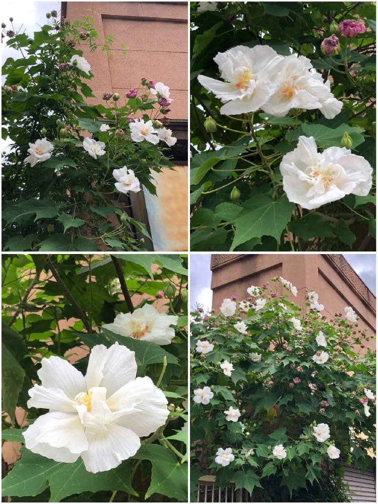 お出かけ先の画像 by Mマリリン凪翔Mさん | お出かけ先と酔芙蓉と美人さんとおみごと!!と素晴らしいとなんか素敵❣️といい感じ!とお出かけ先といっても近所