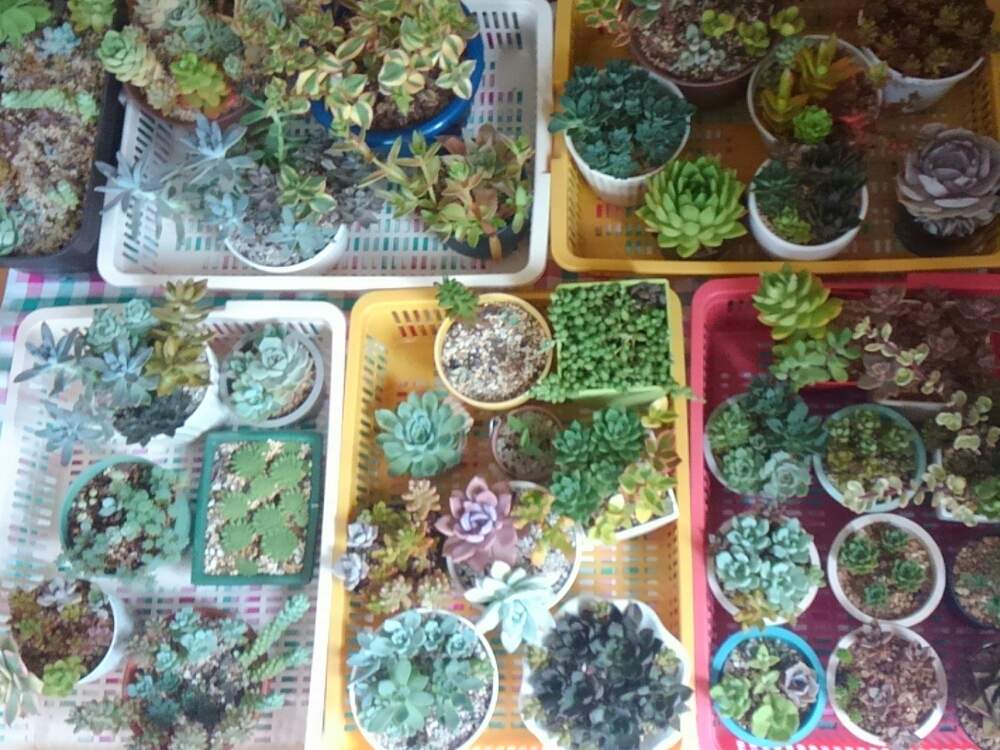 の画像 by ひよこ先生さん | 多肉植物と岩手県と雨風対策と多肉女子と徒長