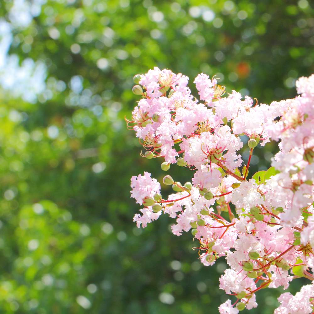 お出かけ先の画像 by おはぎさん | お出かけ先と花のある空間と癒しとおさんぽと花のある生活と浜離宮恩賜庭園と癒され風景と百日紅 -サルスベリ-と花のある暮らしとかわいいな♡とサルスベリの花とやっぱり花が好き♡