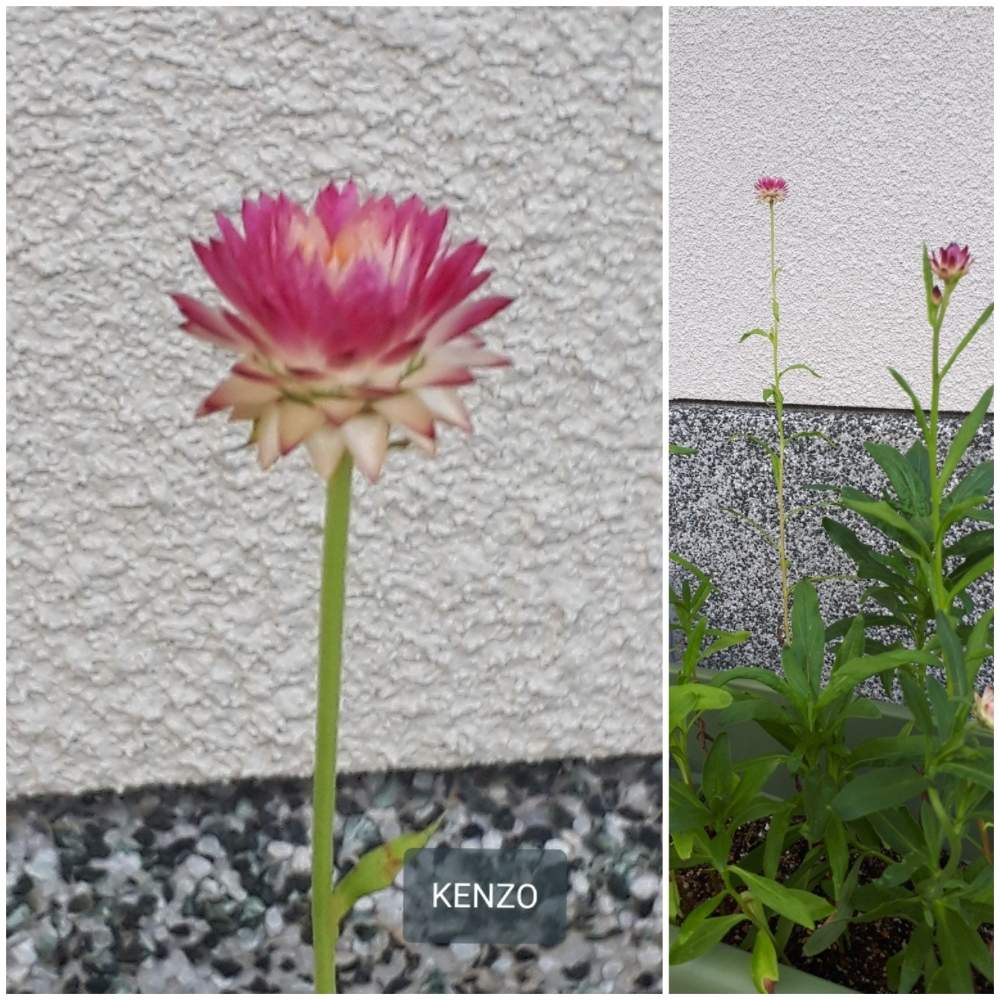 小さな庭の画像 by SENTIMENTAL-BOYさん | 小さな庭と植物のある暮らしとドライフラワーと花言葉と庭のある暮らしと季節の変わり目とはなごよみと鉢植えと花好きと花のある暮らしと春夏秋冬と暮らしの仲間たちとプラスチックスマート