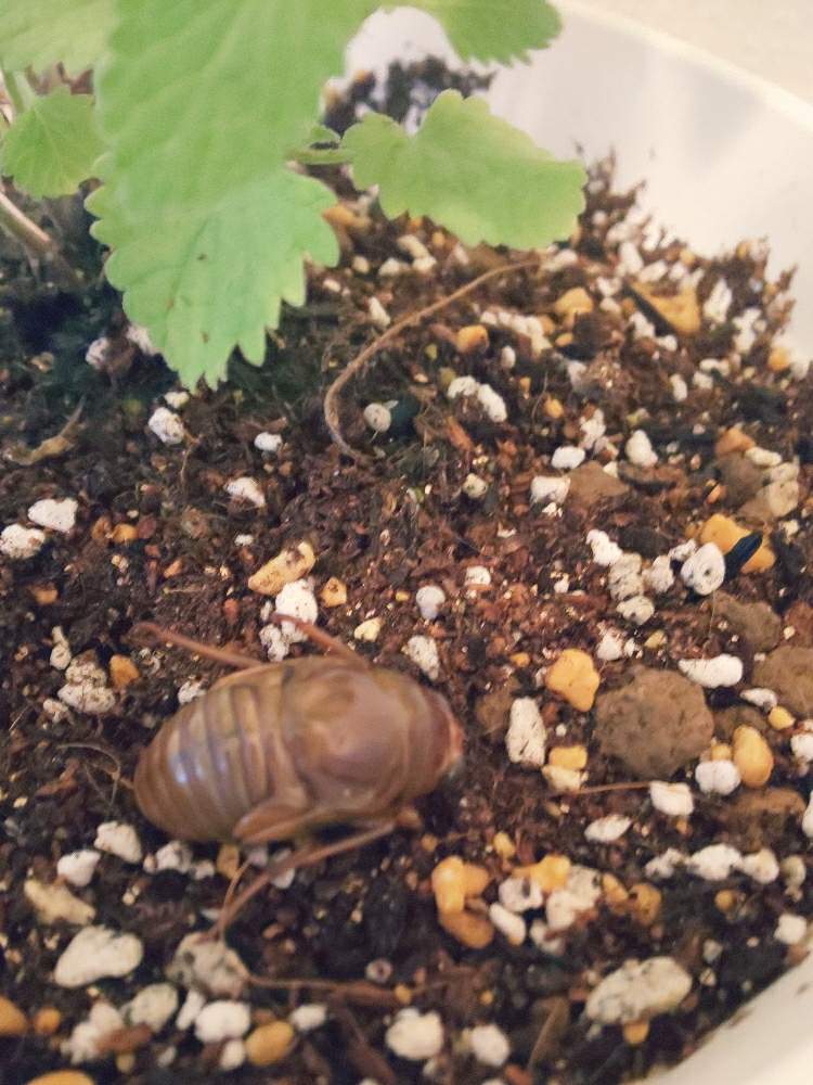 部屋の画像 by ニャーンさん | 部屋と小さな生き物とセミさんとヘルプマークと昆虫シリーズとセミの羽化