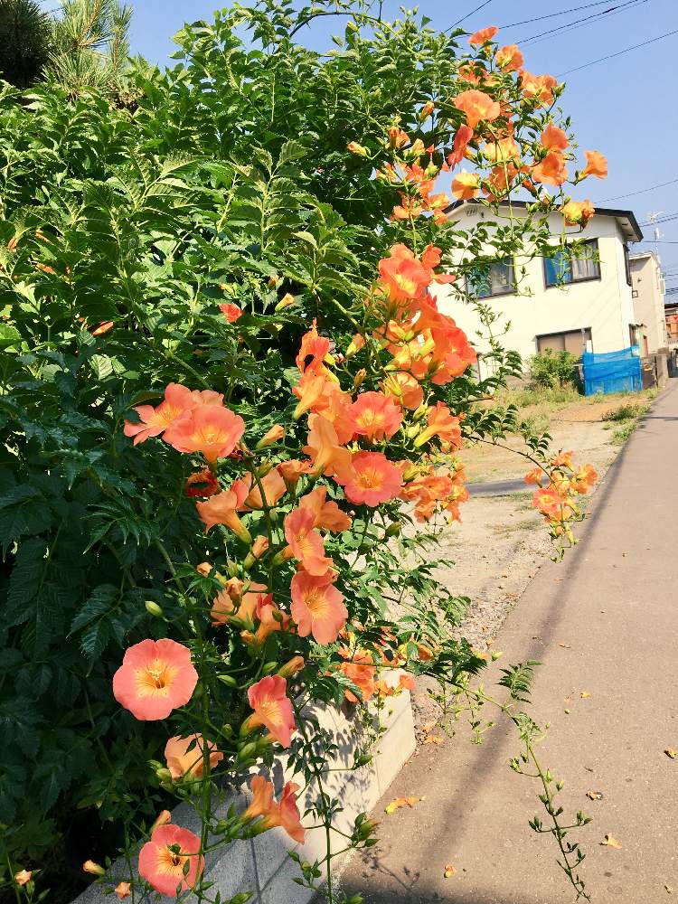 お出かけ先の画像 by りぃ〜さん | お出かけ先とまだまだ初心者と花のある暮らしとみどりのある暮らしとノウゼンカズラ科とノウゼンカズラ*