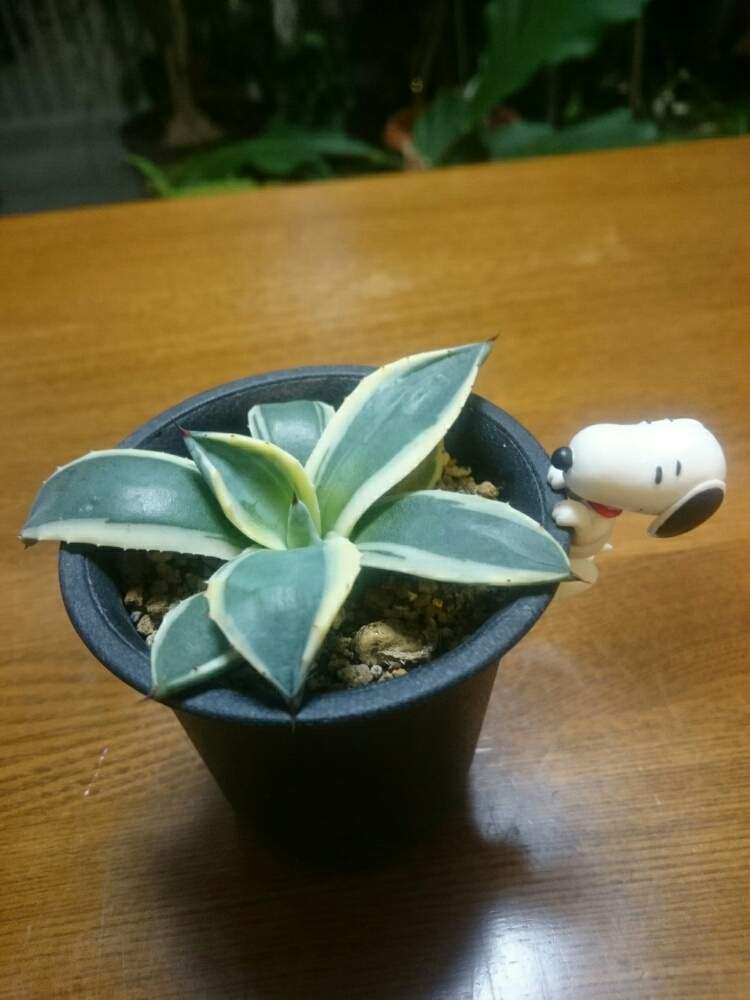 の画像 by yk桜さん | アガベメリコ錦とYouは植とトゲトゲと植物のある暮らしとボタニカルライフとplantfreakと植物大好きと植中毒とアガベ・メリコ錦サンとagaveとアガベ属と緑と暮らす
