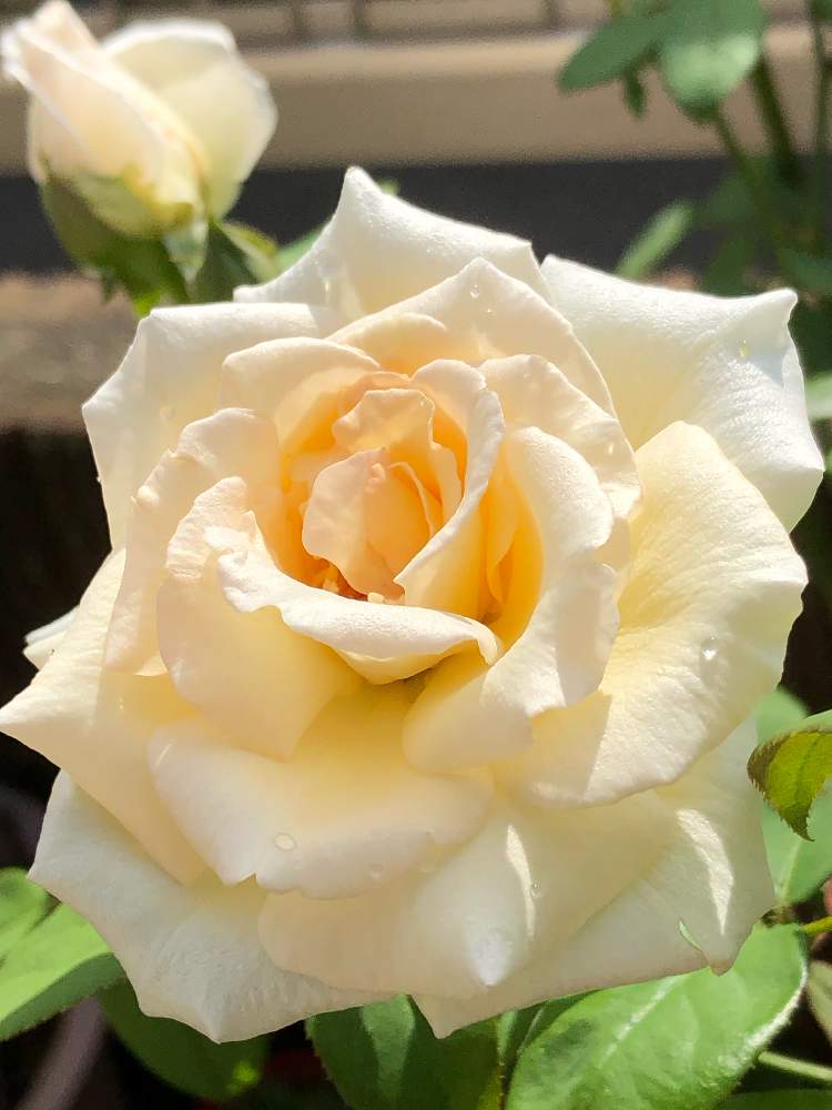 小さな庭の画像 by メグさん | 小さな庭と元気いっぱいとおつかれさまとばら バラ 薔薇と薔薇愛同盟といつもありがとう♡と癒しと私のこだわりバラとGS日和と頑張ってと森のがっこうと小さな幸せ♡と可愛いと花のある暮らしとお花のある生活と薔薇♪と薫乃 バラ