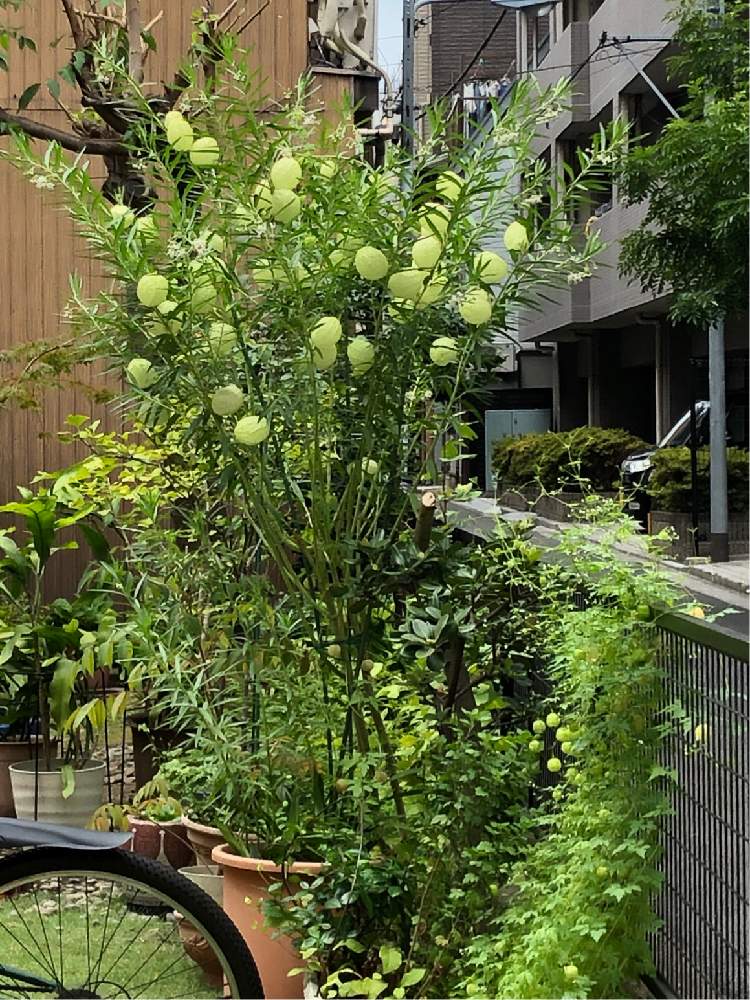 お出かけ先の画像 by Mマリリン凪翔Mさん | お出かけ先とフウセンカズラとフウセントウワタととおりががりとやったね!とおみごと!!と元気!と素晴らしいとなんか素敵❣️