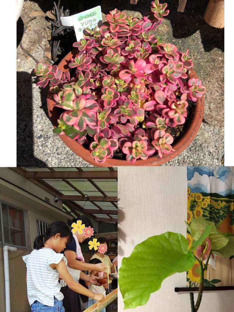 小さな庭の画像 by アマリリスさん | 小さな庭とHTCと新葉と観葉植物と植物のある暮らしと植物の好きな方と繋がりたいとマジカルキューティとキュンキュン倶楽部とバラと夢CLUBとキュンキュン乙女倶楽部NO、230とそうめん流しとHTC No247と花のある暮らしとウンベラータ♡︎ʾʾとたにおたくらぶとたにおたくらぶNO134と負けるなもんもんチャン