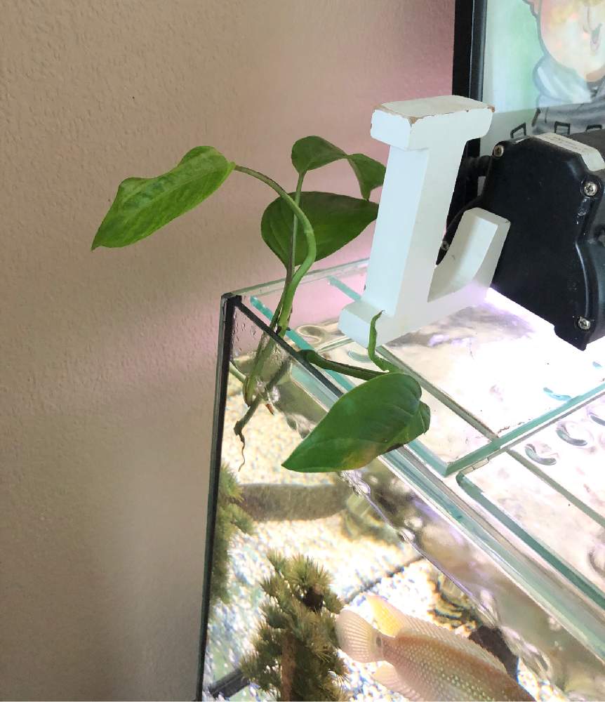 インテリアの画像 by ソフィーさん | インテリアとマドカズラと水栽培と観葉植物初心者と緑のある暮らしと熱帯魚とpropagateと海外暮らしとアクアテラリウム