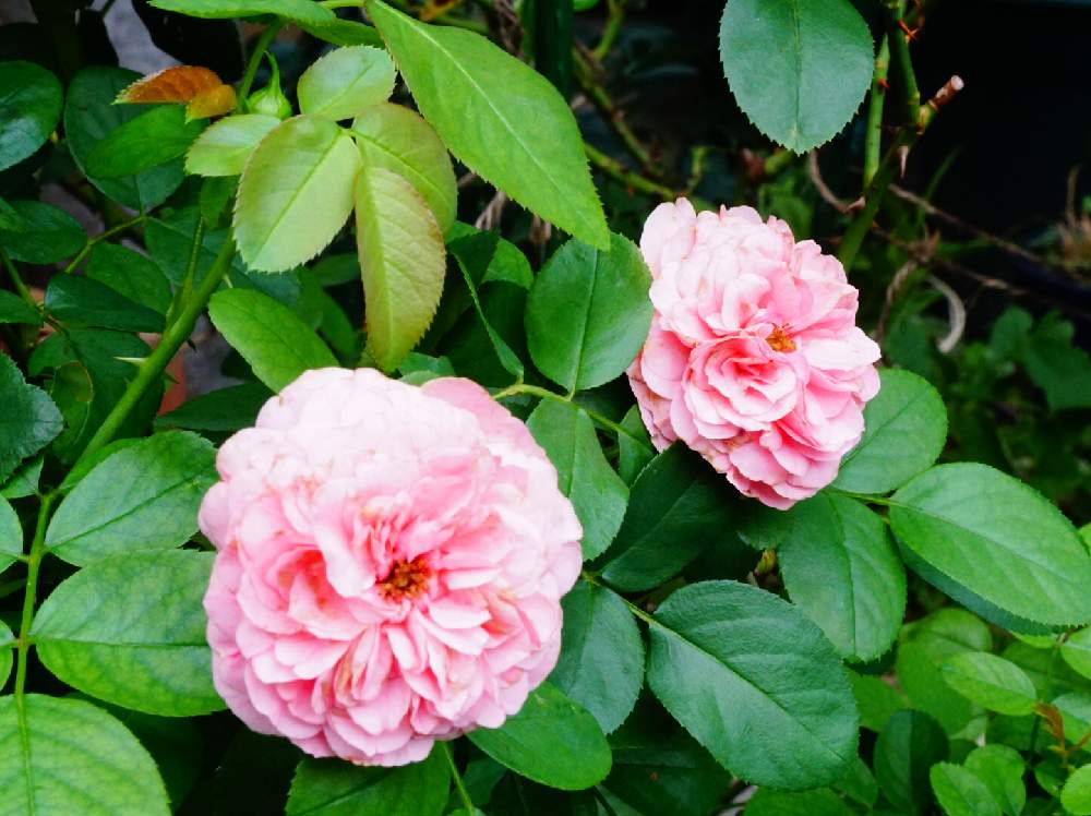 小さな庭の画像 by 上ちゃんさん | 小さな庭とばら バラ 薔薇と富山支部と花のある暮らしと薔薇♪とレオナルド・ダ・ヴィンチ
