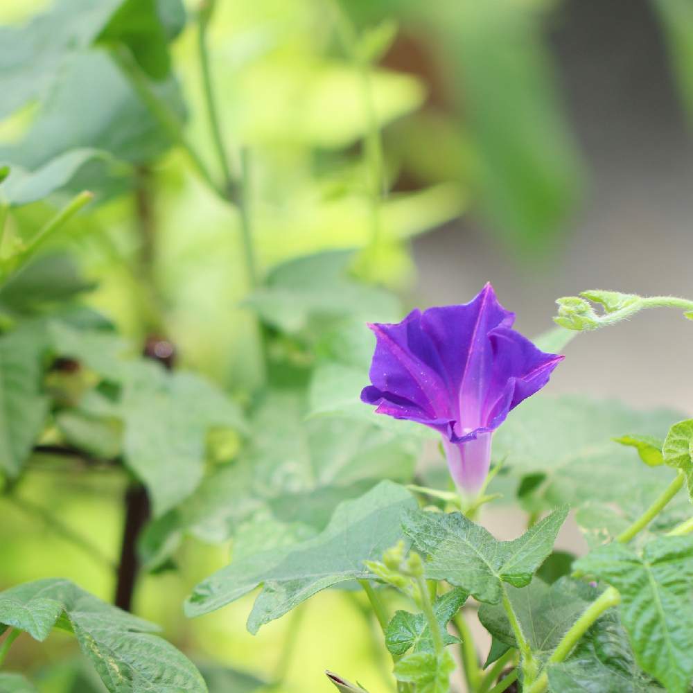 お出かけ先の画像 by おはぎさん | お出かけ先と花のある空間と朝顔^_^と癒しとおさんぽと花のある生活と浜離宮恩賜庭園と癒され風景と花のある暮らしとかわいいな♡とやっぱり花が好き♡