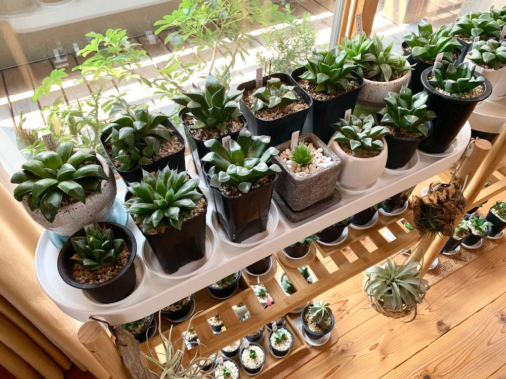 窓辺の画像 by GREENROSEさん | 窓辺と多肉植物と観葉植物とオブツーサ。とグリーン!グリーン!グリーン!とハオルチア属とGS映えと植物とGS日和と植中毒とタニラーと花のある暮らしとかわいいな♡とうっとりとGREEN UP!と多肉初心者