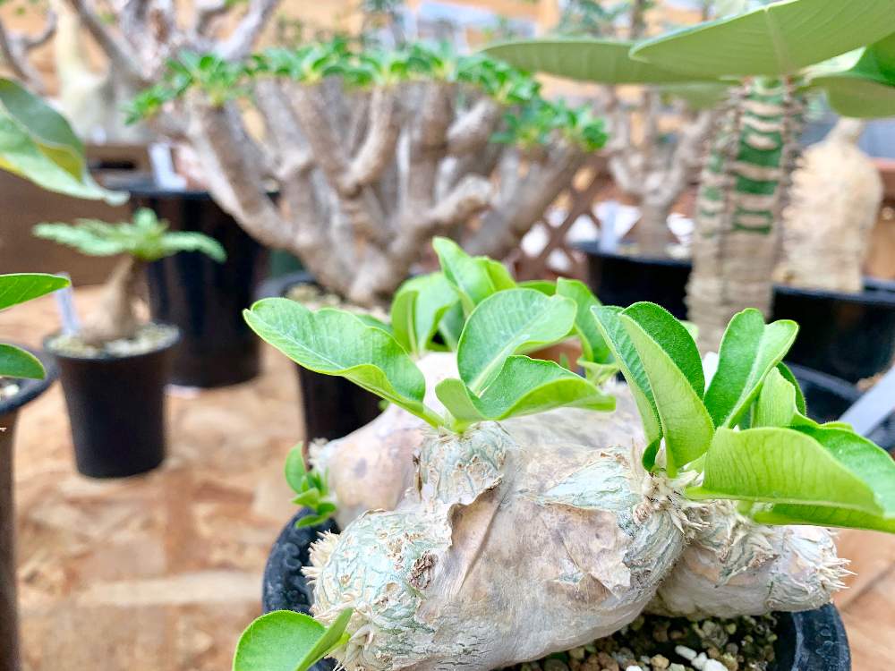 インテリアの画像 by Flower Villageさん | インテリアとパキポディウム属と観葉植物とボタニカルライフとグリーンインテリアとマダガスカルと希少種と鷺沼とベランダガーデンとコーデックスと植中毒とフラワービレッジと多肉女子と塊根植物とパキポディウム グラキリウスと 恵比寿笑い とパキポディウムエブレネウムとflowervillageとユーフォルビアと夏型塊根植物とインテリアグリーン