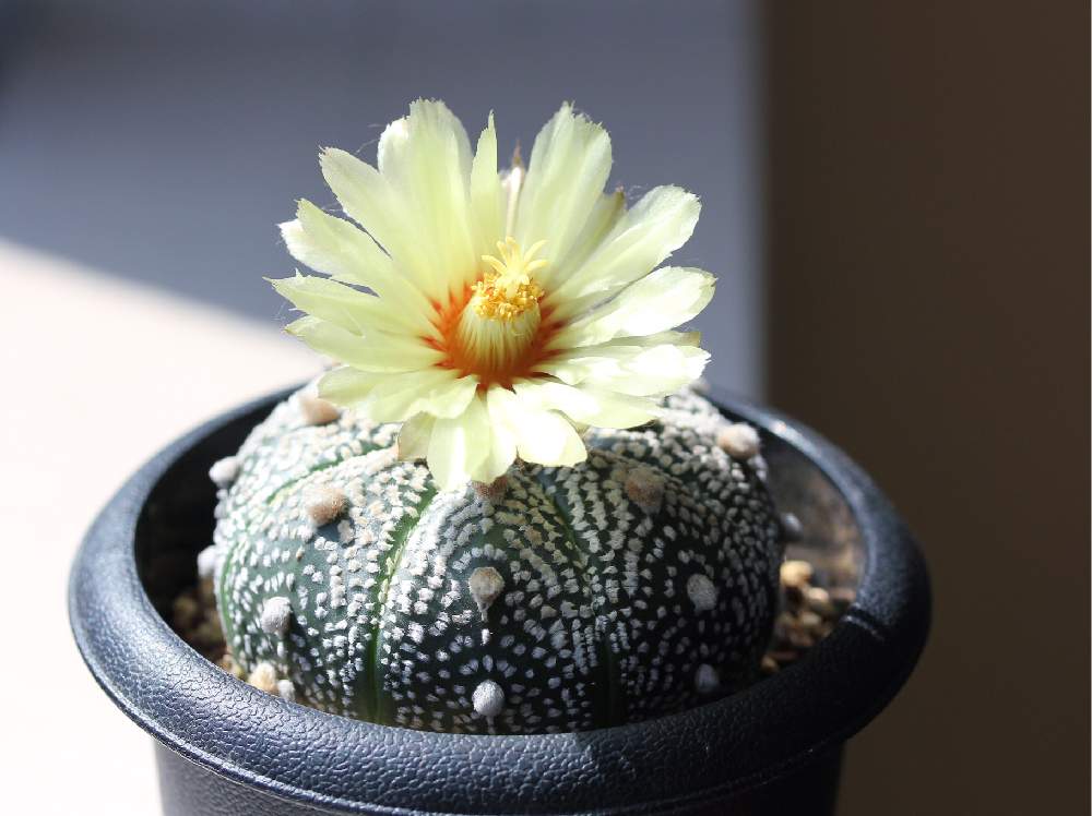 インテリアの画像 by jillさん | インテリアとサボテンと兜丸とアストロフィツム属 兜丸と多肉植物とじるのサボテンとGS映えとGS日和と今日の一枚とアストロフィツム属とinteriorgreenと珍奇植物とビザールプランツとsucculent